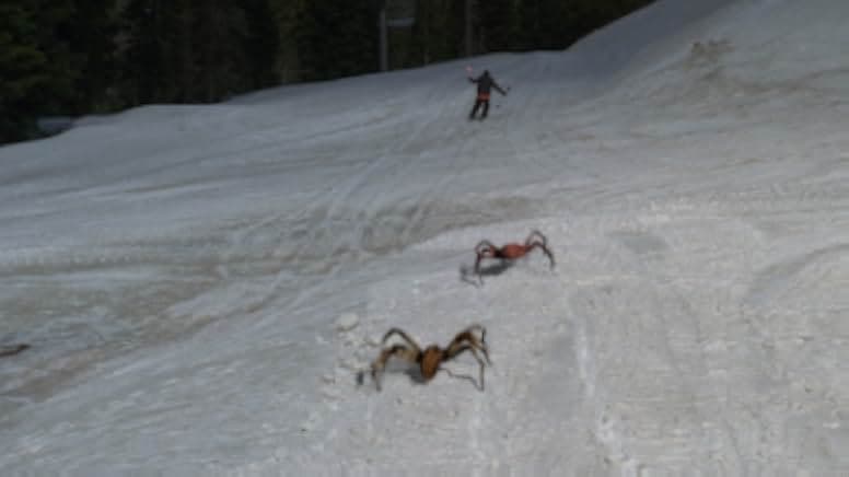 Ice Spiders 2007