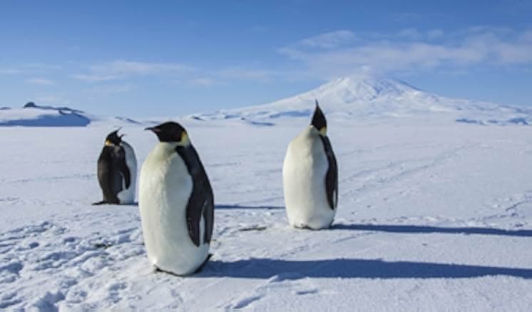 Antarctica: A Year on Ice 2013