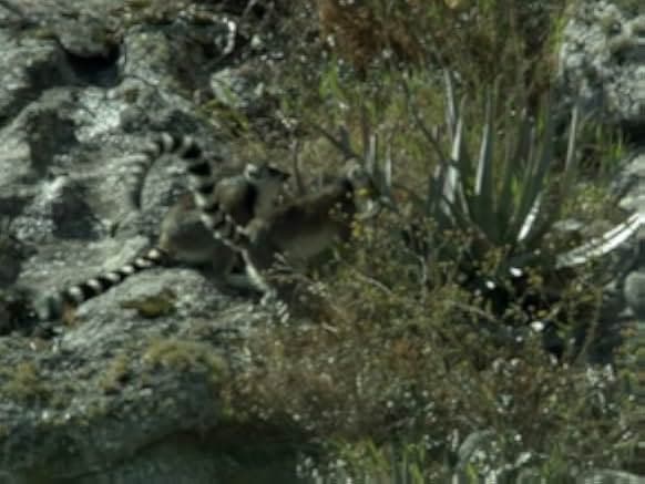 Madagascar 2011
