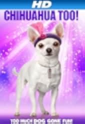 Chihuahua Too! 2013