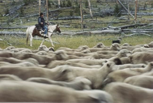 Sweetgrass 2009