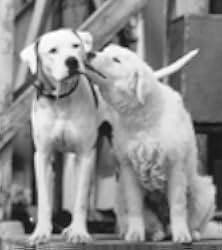 Homeward Bound II: Lost in San Francisco 1996