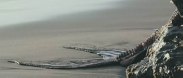 Maidens of the Sea 2015