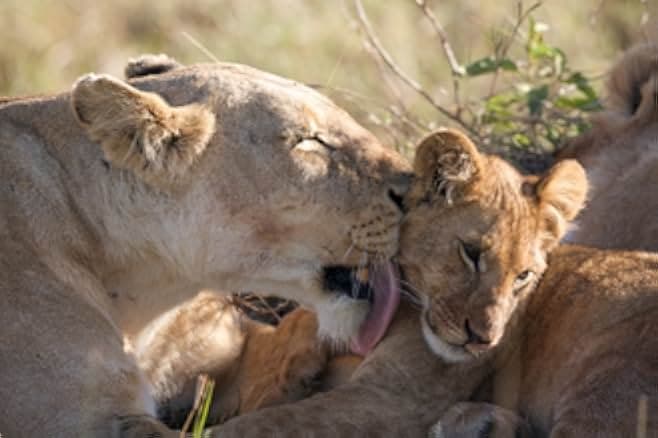 African Cats 2011