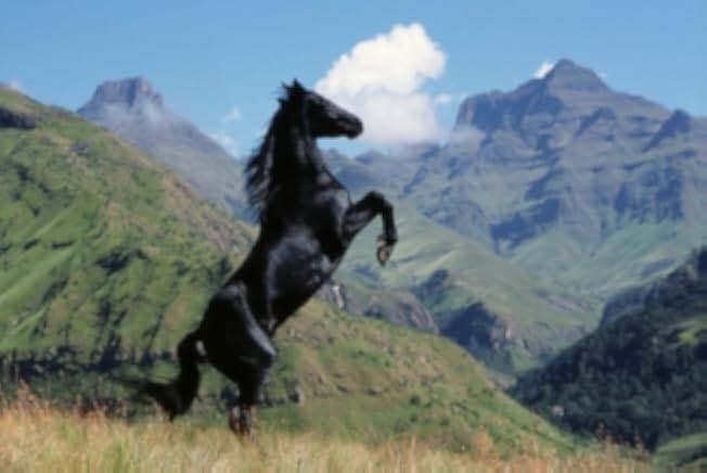 The Young Black Stallion 2003