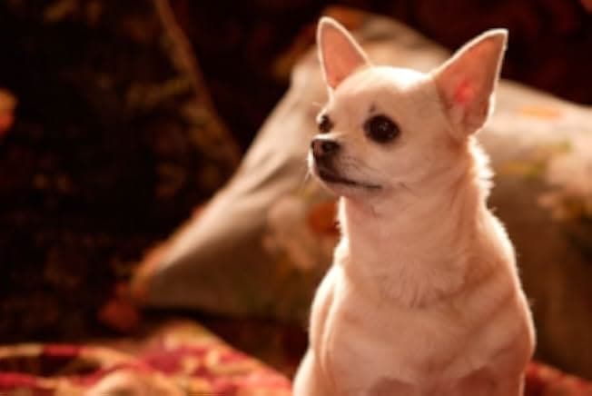 Easy Virtue 2008