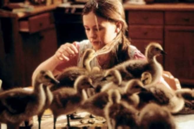Fly Away Home 1996