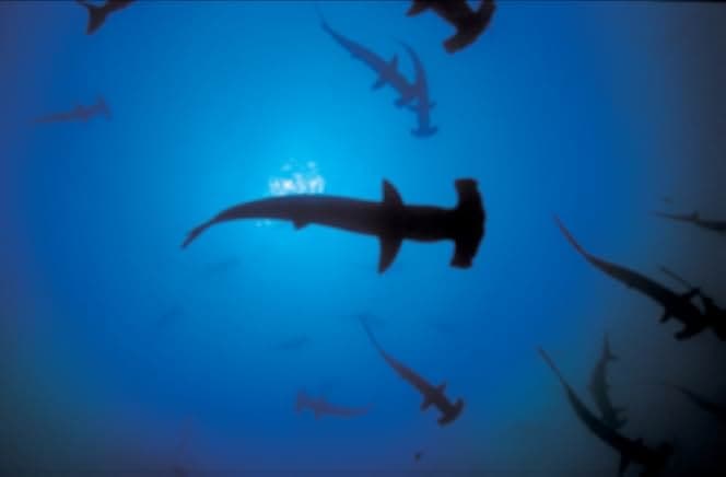 Sharkwater 2006