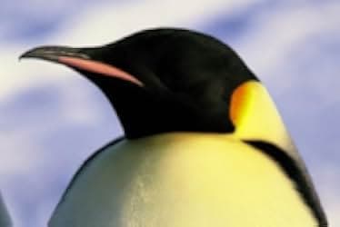 March of the Penguins 2005