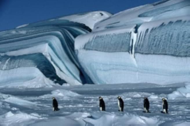 March of the Penguins 2005