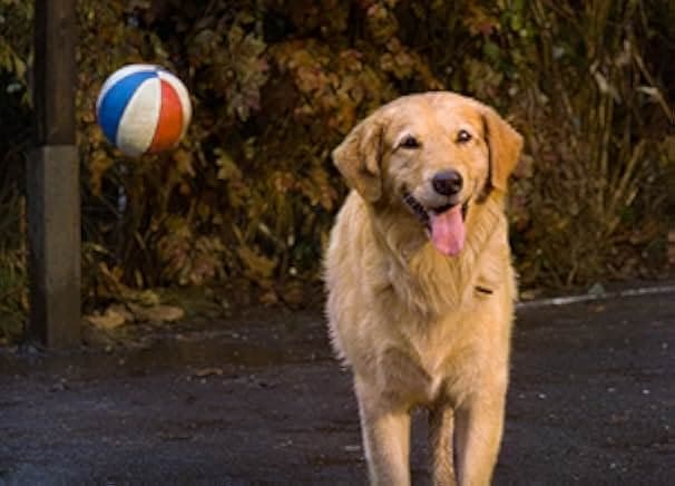 Air Bud 1997