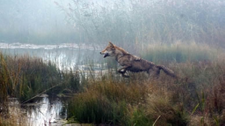 Wolf Totem 2015