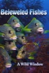Wild Window: Bejeweled Fishes 2016