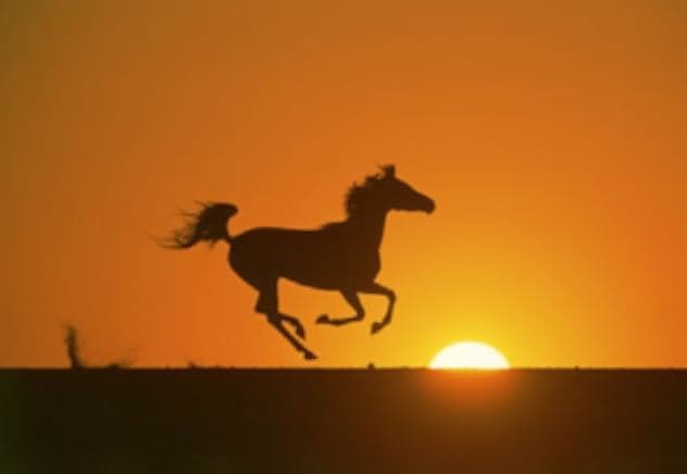 The Young Black Stallion 2003
