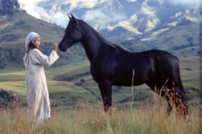 The Young Black Stallion 2003