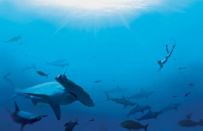 Sharkwater 2006