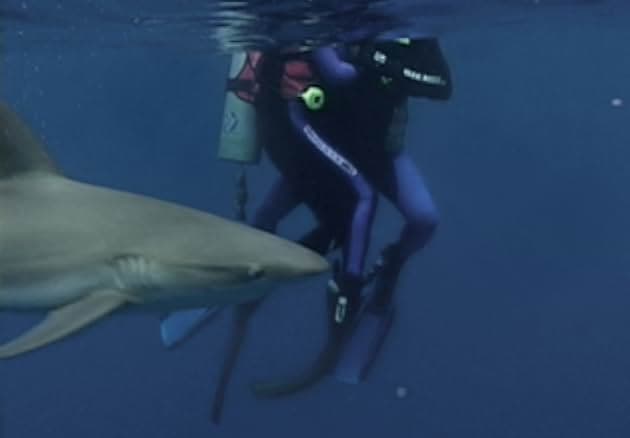 Open Water 2003