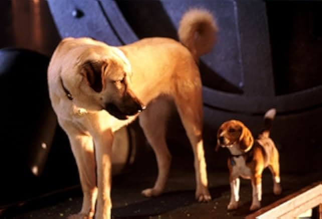 Cats & Dogs 2001