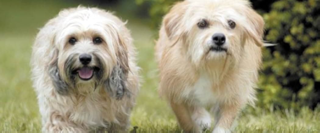 Benji: Off the Leash! 2004