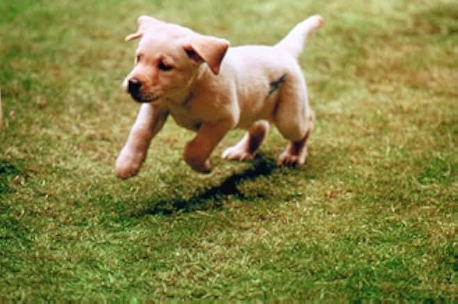 Quill: The Life of a Guide Dog 2004