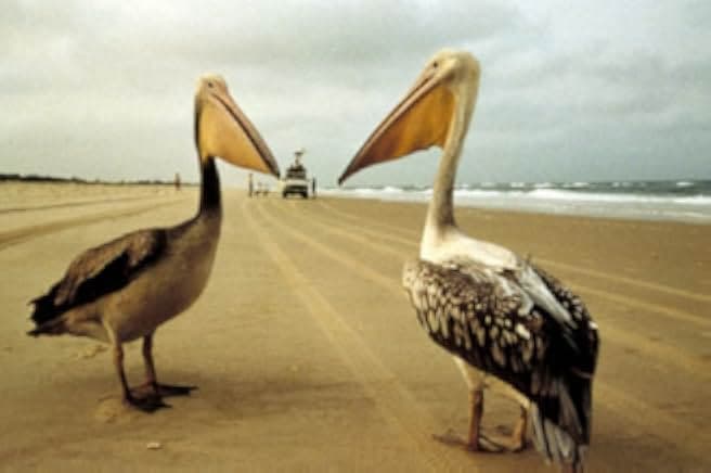 Winged Migration 2001