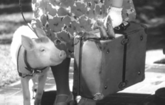 Babe: Pig in the City 1998