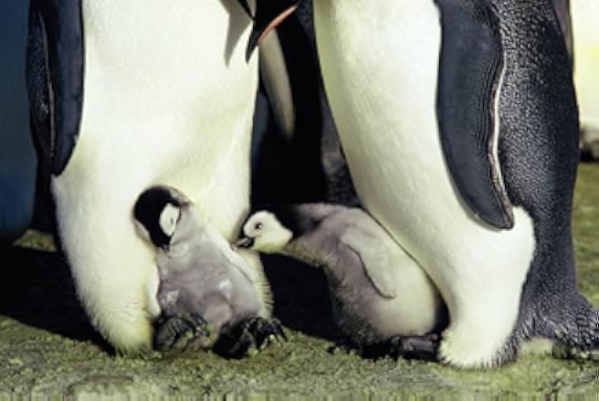 March of the Penguins 2005