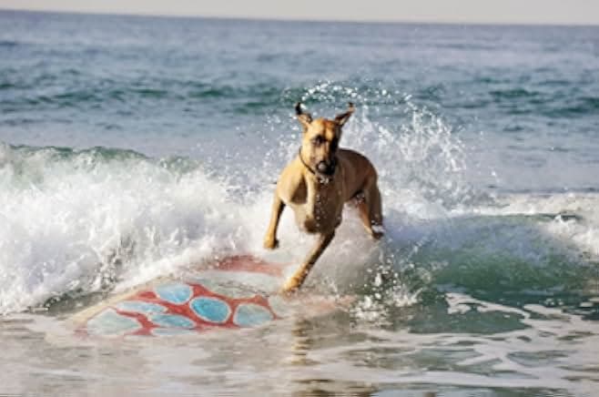 Marmaduke 2010
