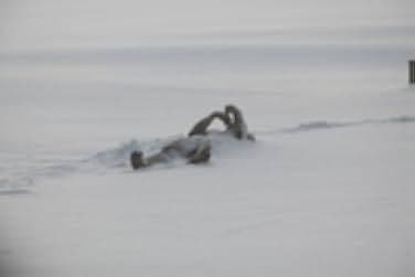 The Last Winter 2006