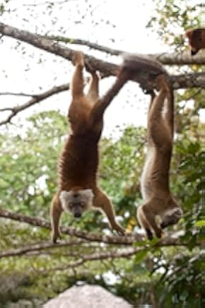Island of Lemurs: Madagascar 2014