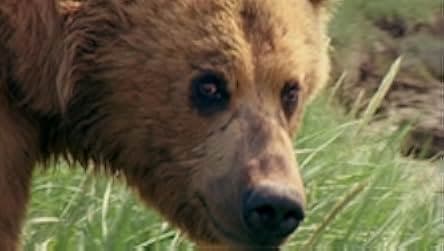 Grizzly Man 2005