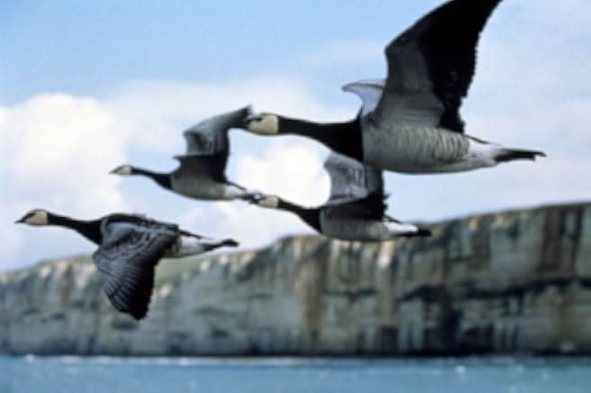 Winged Migration 2001