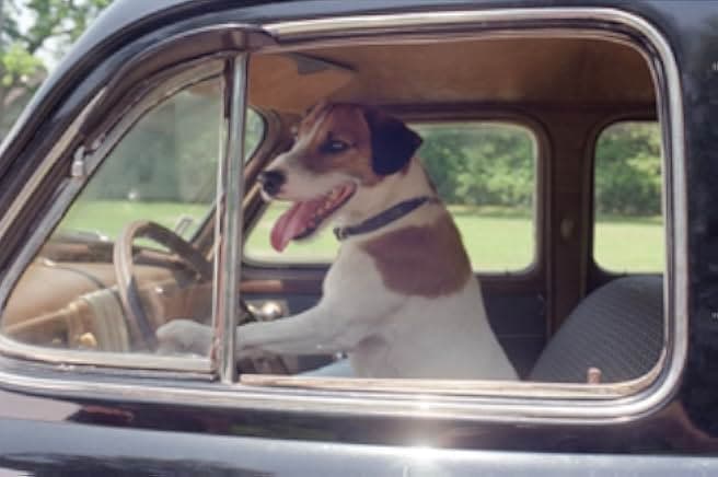 My Dog Skip 2000