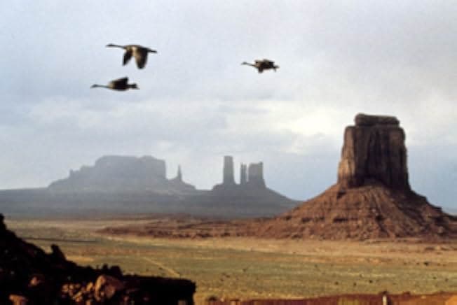 Winged Migration 2001
