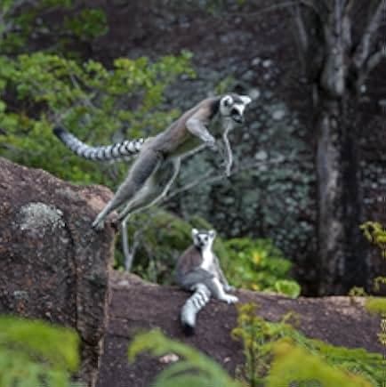 Island of Lemurs: Madagascar 2014