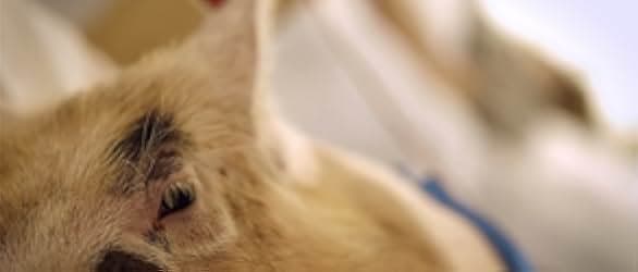 Upstream Color 2013