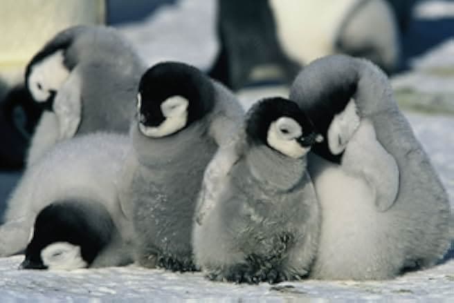 March of the Penguins 2005