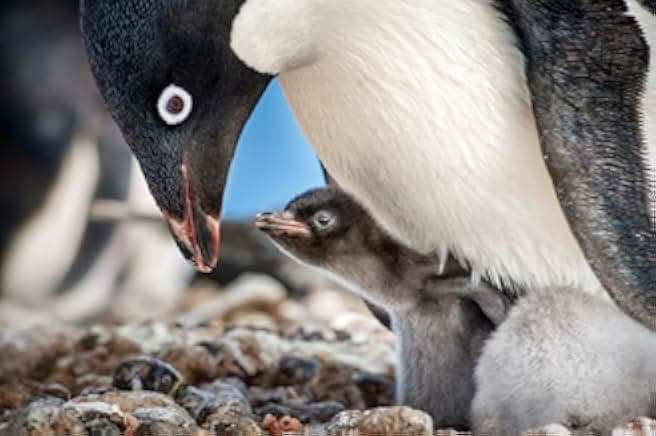 Penguins 2019