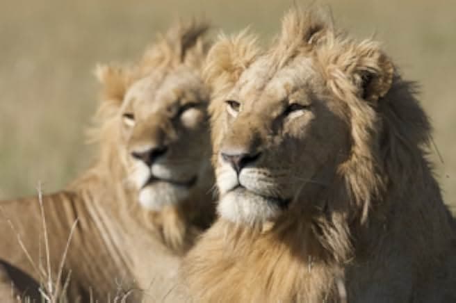 African Cats 2011