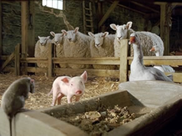 Charlotte's Web 2006