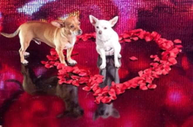 Beverly Hills Chihuahua 2 2011