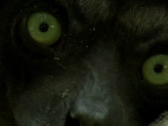 Madagascar 2011