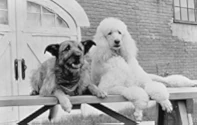 Look Who's Talking Now 1993