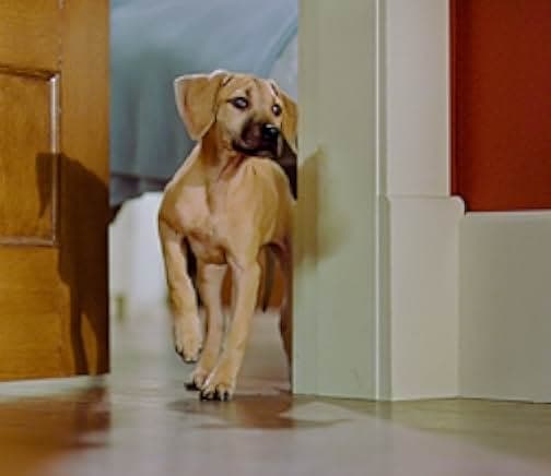 Chestnut: Hero of Central Park 2005
