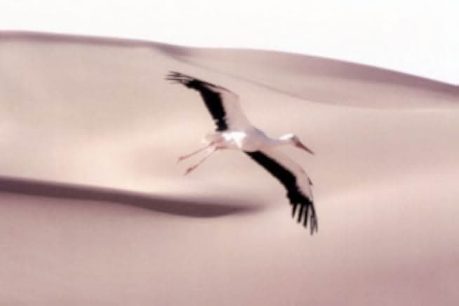 Winged Migration 2001