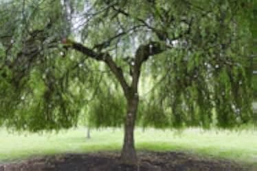 Rise and Shine, Benedict Stone 2021