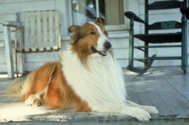 Lassie 1994