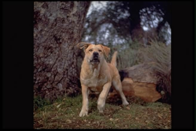 Old Yeller 1957