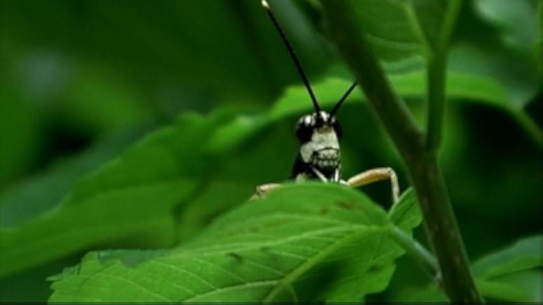 Beetle Queen Conquers Tokyo 2010