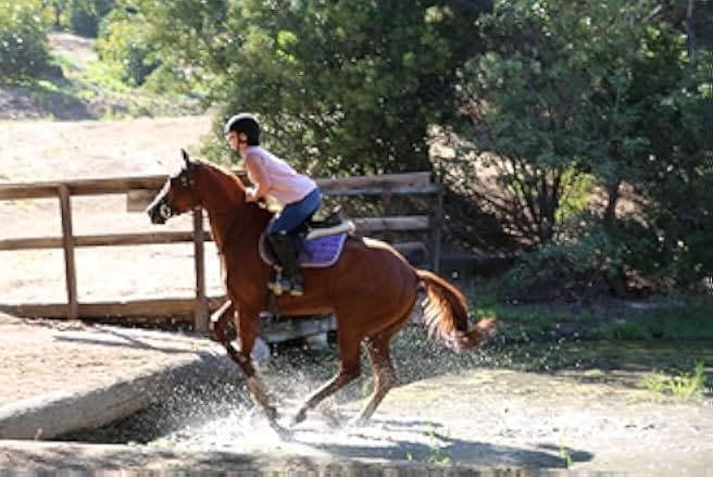 Destined to Ride 2018